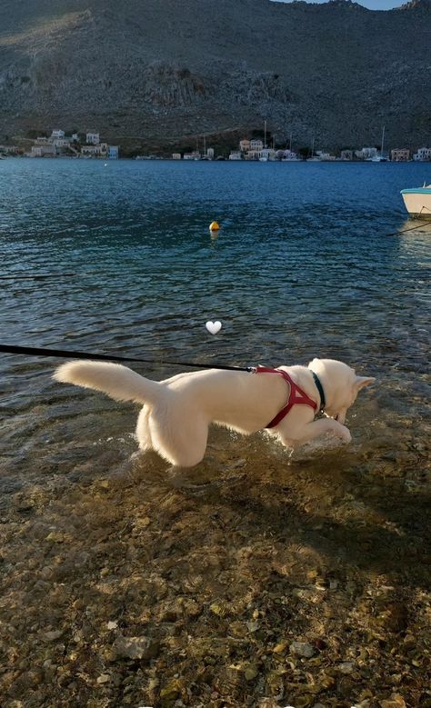 #swimming #symi #husky #walk #aesthetic #instagram #instastory Huskies Aesthetic, Walk Aesthetic, Aesthetic Animals, White Husky, Husky Pics, Dog Walk, Follow My Page, Girl Things, Husky Dogs