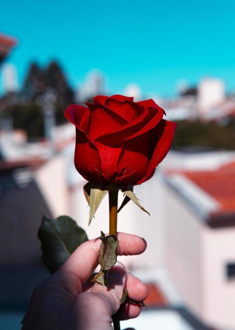 Person holding a rose in a city Rose Pfp, Holding A Rose, Rose Reference, Reference Pose, Rose City, Beautiful Rose Flowers, Cute Couple Pictures, A Rose, Free Pictures