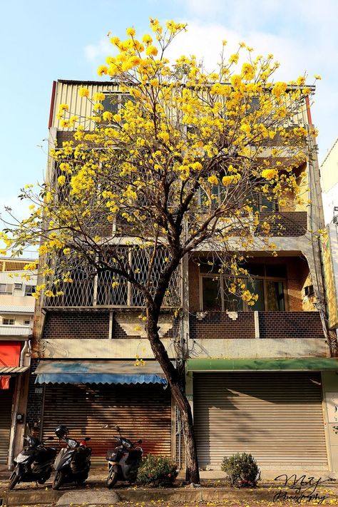 Tainan City, Tainan, Animal Crossing, Street Photography, Taiwan, Trees, Money, House Styles, Photography