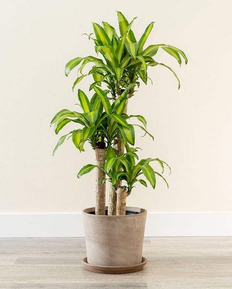 22 Plants That Grow Without Sunlight • India Gardening Corn Tree Plant, Dracena Massangeana, Corn Plant Indoor Care, Corn Plant Indoor, Dracena Plant, Dracaena Massangeana, Best Indoor Trees, Gerbera Jamesonii, Big Indoor Plants