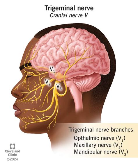 Trigeminal Nerve Branches, Maxillary Nerve, Trigeminal Nerve, Nerve Problems, Facial Surgery, Nerve Fiber, Cerebrospinal Fluid, Cranial Nerves, Upper Eyelid