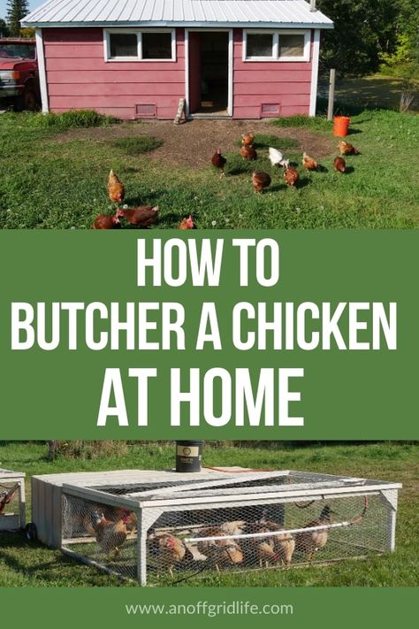 Butcher Chicken At Home, How To Butcher A Chicken, Processing Chickens At Home, Butchering Chickens At Home, Butcher Chicken, Butchering Chickens, Chicken Butchering, Butcher A Chicken, Meat Animals