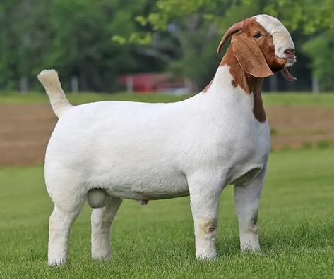 This is the complete information of Boer goat and it characteristics. Learn how to care and management of these goats and know about their weight gain capacity. Animals Wallpaper Aesthetic, Cute Animals Wallpaper, Wallpaper Aesthetic Nature, Goat Pictures, Goats For Sale, Goat Picture, Small Goat, Show Goats, Female Goat