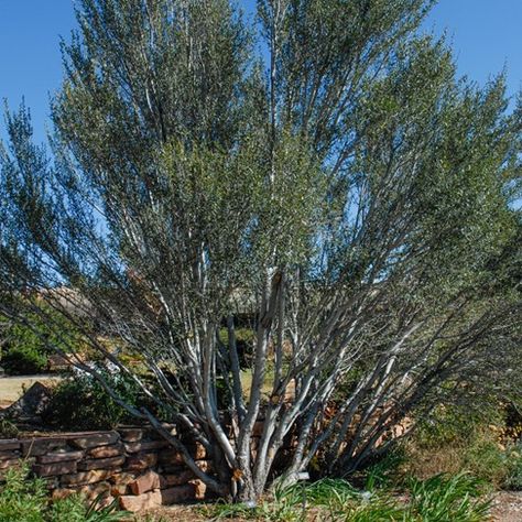 Mountain Mahogany, Backyard Cottage, Ornamental Grass, Dry Plants, Plant Identification, Ornamental Grasses, Landscaping Plants, Photo Reference, Colorado Springs