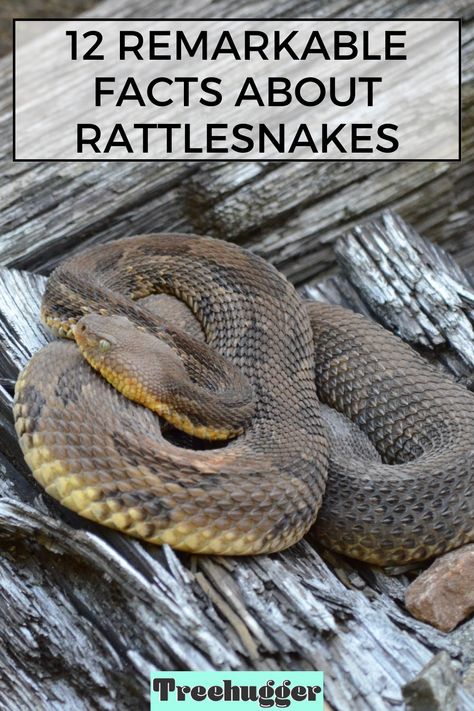 Because they are adaptable enough to live in desert sand dunes, wet swamplands, and green meadows, rattlesnakes can be found in a diverse range of habitats throughout the United States, Mexico, and South America. There are over 30 recognized species of rattlesnakes known today, two of which are considered endangered due to habitat loss and hunting. Mojave Rattlesnake, Texas Rattlesnake, Desert Sand Dunes, Rattlesnake Bites, Poisonous Spiders, Spiders And Snakes, Desert Sand, Zoology, Rattles