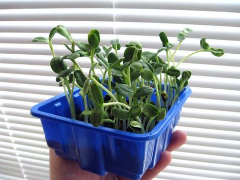 Sunflower Shoots Sunflower Sprouts, Growing Sunflowers, Do Your Homework, Urban Spaces, Growing Herbs, Fermenting, What You Eat, Celery, Green Beans