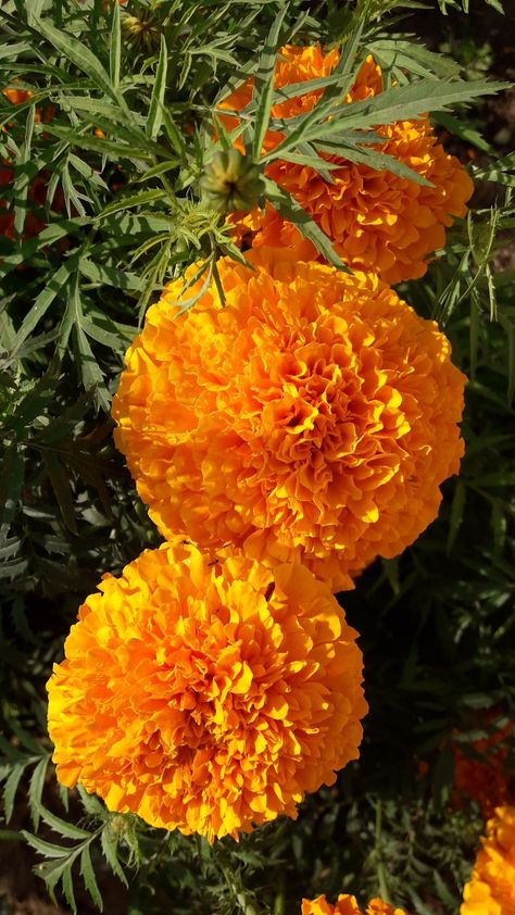 Marigold Flower Aesthetic, Flower Garden Pictures, Pretty Flowers Photography, Nice Good Morning Images, Food Forest Garden, Valley Of Flowers, Nature Photography Flowers, Happy Wallpaper, Indian Flowers