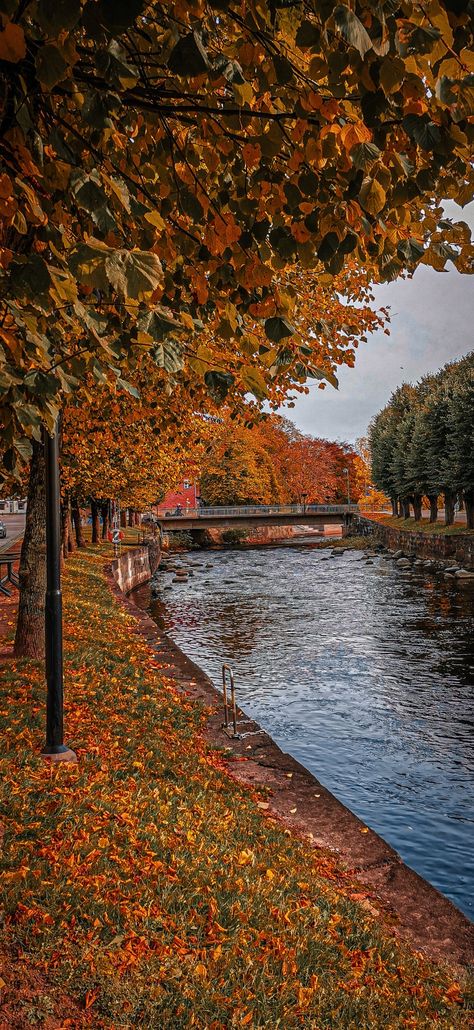 Autumn In Sweden, Leaves Falling Aesthetic, Riverside Aesthetic, Sweden Wallpaper, Sweden Autumn, Sweden Aesthetic, Aesthetic Leaves, Leaves Falling, Beautiful Aesthetic