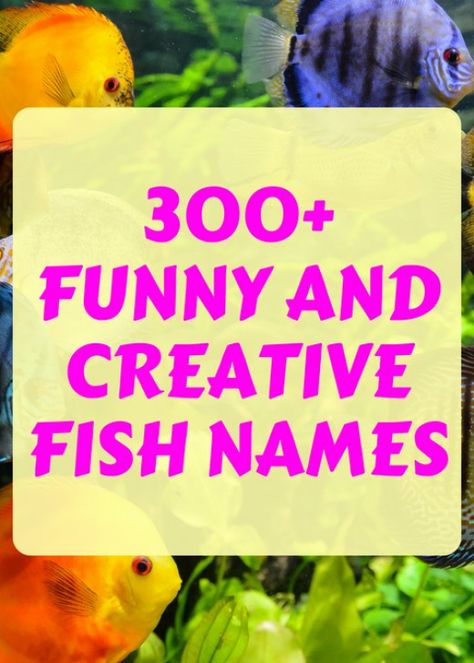 Sometimes fish have first names, last names, and even middle names. Here are 300+ creative names for you to consider when naming your new pet fish. Fish Names Ideas Funny, Funny Fish Names, Beta Fish Names, Goldfish Names, Neon Tetra Fish, Fish Names, Names Aesthetic, Cute Pet Names, Pet Goldfish