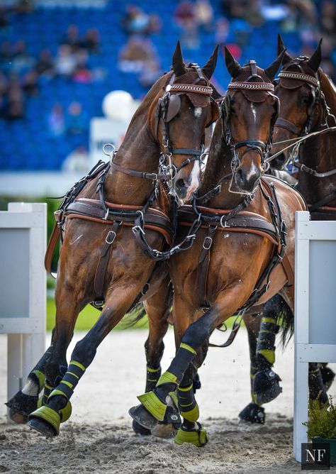 Born To Lose, Horse Competition, Carriage Driving, Speed Of Light, Horse Inspiration, Horse Dressage, Horse Boarding, Horse Aesthetic, Dressage Horses