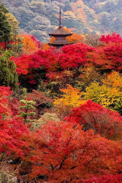 The autumn of Kyoto | Kiyomizudera, Kyoto, Japan | takay | Flickr Bamboo Forest Japan, Kiyomizu-dera Temple, Japan Autumn, Tokyo Japan Travel, Japan Landscape, Kiyomizu Dera, Japanese Temple, Japan Aesthetic, Red Leaves