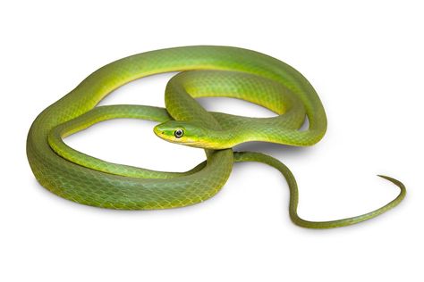 Rough Green Snake Enclosure, Rough Green Snake, Snake Diet, Snake Care, Snake Enclosure, Invisible Fence, Alphabet Writing Practice, Tidy Cats, Food Supplies