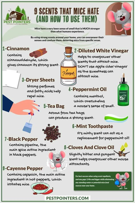 All Natural Mouse Repellent, Essential Oils That Repel Mice, Essential Oils To Get Rid Of Mice, Natural Mice Repellant How To Get Rid, Mouse Repellent Diy Peppermint, Natural Rodent Repellent, Rid Of Mice In House, Plants That Repel Mice And Rats, How To Catch Mice In House