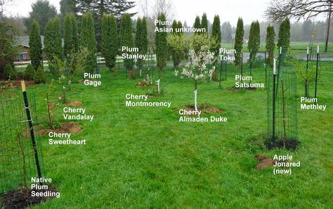 Fruit Trees Garden Design, Trees Backyard, Home Orchard, Tree Garden Design, Vegetable Garden Layout Design, Fruit Trees Backyard, Fruit Tree Garden, Lovely Landscapes, Orchard Design