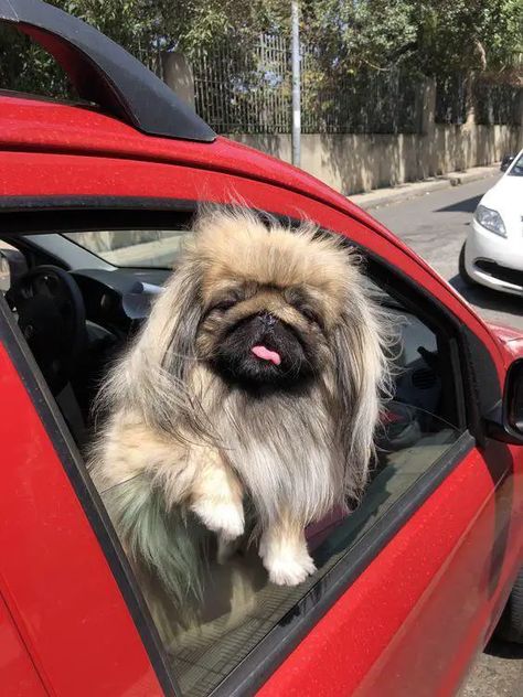 14 Reasons Why Pekingese Will Steal Your Heart - The Paws Cute Dog Memes, Pekingese Puppies, Wallpapers Nature, Animals Tattoo, Nature Aesthetics, The Hidden World, Fu Dog, Pekingese Dogs, Dog Line