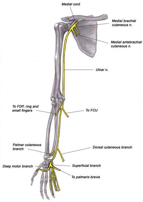 Upper Limb Anatomy, Cubital Tunnel Syndrome, Ulnar Nerve, Mineral Deficiency, Gross Anatomy, Medical School Essentials, Natural Sleep Remedies, Medical Anatomy, Tennis Elbow