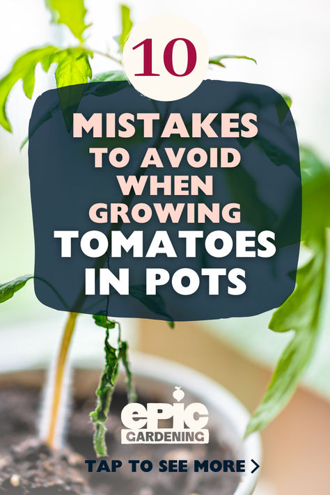 Close up of a small, green tomato plant in a white pot How To Plant Tomatoes In Containers, Potted Tomato Plants Patio, Tomato In Container, Growing Cherry Tomatoes In Pots, Grow Tomatoes In Containers, How To Grow Tomatoes In A Pot, Planting Tomatoes In Pots, Tomato Plants Growing Tips, Potted Tomato Plants