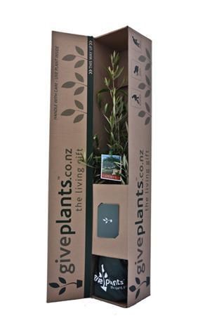 Plant Packaging, Gift Ideas For Mum, Corporate Client Gifts, Kaktus Dan Sukulen, Box Design Templates, Olive Plant, Plants In Pots, Large Indoor Plants, Plant Box