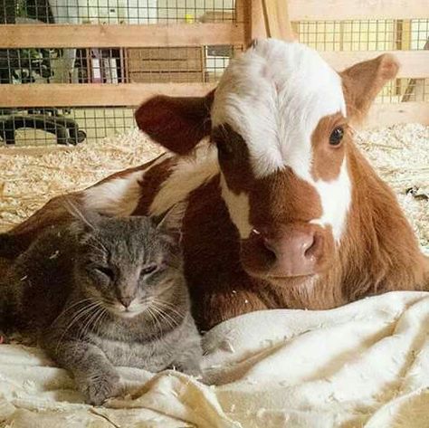 Kitty n calf Cat And Cow, Unusual Animal Friends, Poetry Aesthetic, Cow Pictures, Animals Friendship, Unusual Animals, Animal Sanctuary, Explore Nature, Cute Cows