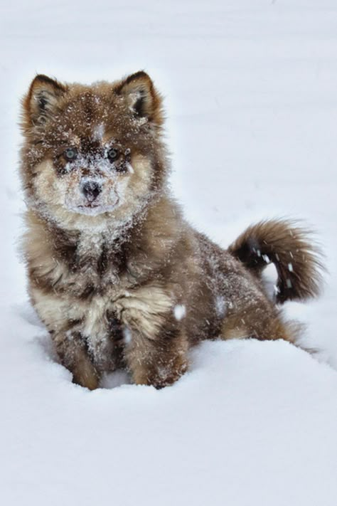 Wolf Pup ~ in the snow                                                       … Baby Wolf, Wolf Pup, Wolf Love, Awesome Animals, Beautiful Wolves, Animal Pics, Bad Wolf, Wild Dogs, Blue Heeler