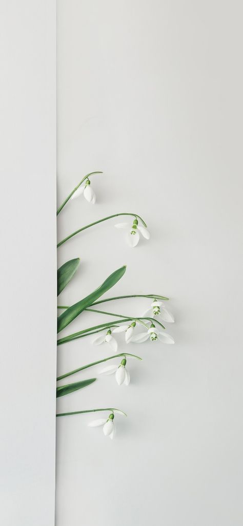 Snow Drop Flower Wallpaper, Snowdrop Flower Aesthetic Wallpaper, Snowdrop Flower Wallpaper, Snowdrop Flower Aesthetic, Snowdrop Wallpaper, Flowers Wallpaper, Flower Wallpaper, Cute Wallpapers, Aesthetic Wallpapers