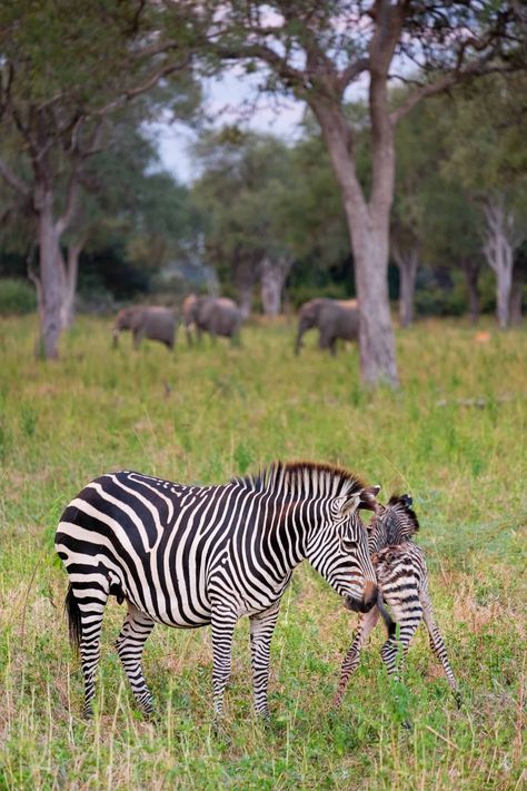 Inside Zambia's South Luangwa National Park • Your Ultimate Safari Guide Botswana Safari, Animal Photography Wildlife, Gorilla Trekking, Africa Animals, On Safari, Safari Tour, Wildlife Sanctuary, Mountain Hiking, African Safari