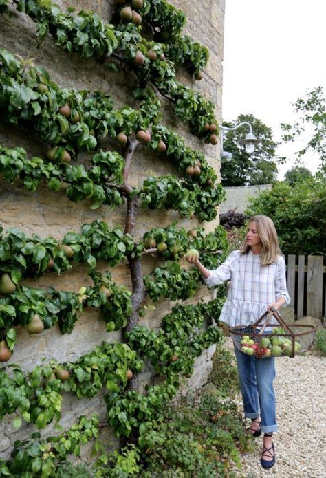 Reban Ayam, Amanda Brooks, Espalier Fruit Trees, نباتات منزلية, Potager Garden, Perfect Backyard, Have Inspiration, Vegetable Garden Design, Backyard Makeover