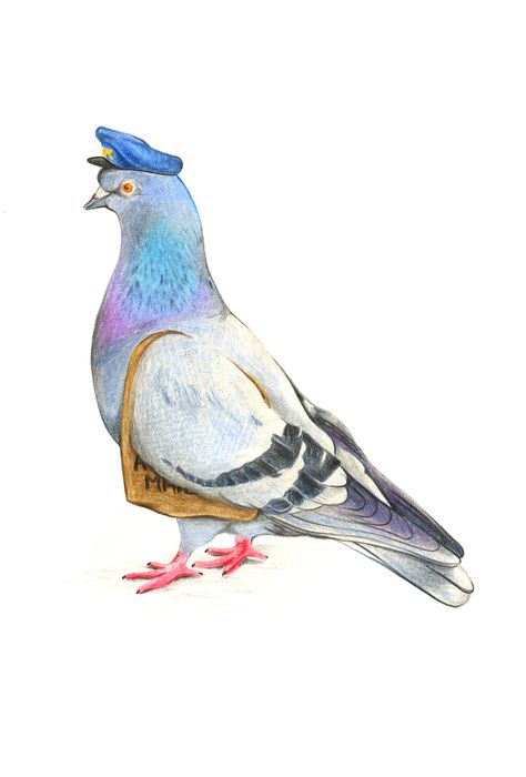 Pigeon Drawing, Pigeon Books, Carrier Pigeon, Pet Pigeon, Cute Pigeon, Pigeon Pictures, 캐릭터 드로잉, Arte Animal, Bird Illustration