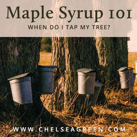 How To Tap A Maple Tree, Maple Tree Tapping, Maple Sap Collecting, Tap Maple Tree, Vermont Homestead, Making Syrup, Earth Creature, Maple Syrup Taps, Tree Tapping