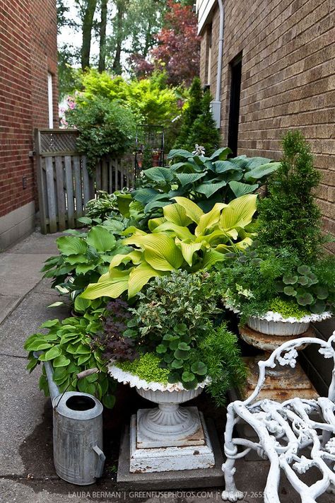 Love Hostas;  they are never ugly. Shade Gardening, Garden Farm, Garden Urns, Farm Food, Garden Containers, Container Garden, Side Yard, Shade Plants, Garden Cottage