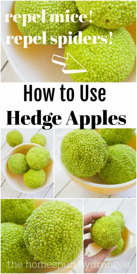 How to Use Hedge Apples to Repel Spiders - The Homespun Hydrangea Hedge Apples Uses, Hedge Apples, Diy Bug Repellent, Spiders Repellent, Small Trees For Garden, Homesteading Tips, Gardening Tricks, Mice Repellent, Beginner Gardening