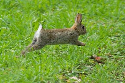 Bunny Running, Rabbit Running, Rabbit Pose, Running Rabbit, Rabbit Jumping, Young Rabbit, Rabbit Photos, Rabbit Run