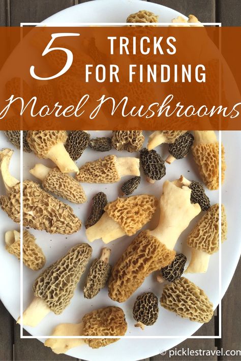 Mushroom Medicine, Moral Mushrooms, Morel Mushroom Recipes, Mushrooms Wild, Morel Mushroom Hunting, Edible Wild Mushrooms, Mushroom Guide, Mushrooms Recipes, Edible Fungi