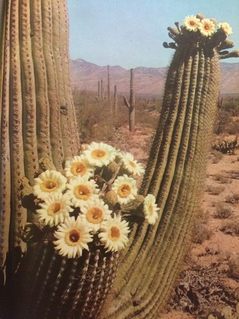 Southwest Aesthetic, San Pedro Cactus, Desert Aesthetic, Cowboy Aesthetic, Tip Jar, Desert Dream, California Desert, Desert Flowers, Desert Vibes