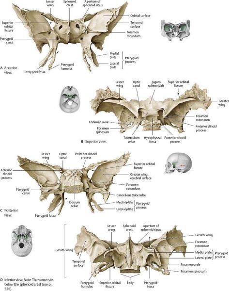 Sphenoid bone Bones Of The Head, Drawing Medical, Human Skull Anatomy, Sphenoid Bone, Learn To Draw People, Human Skeleton Anatomy, Anatomy Images, Skull Anatomy, Anatomy Bones