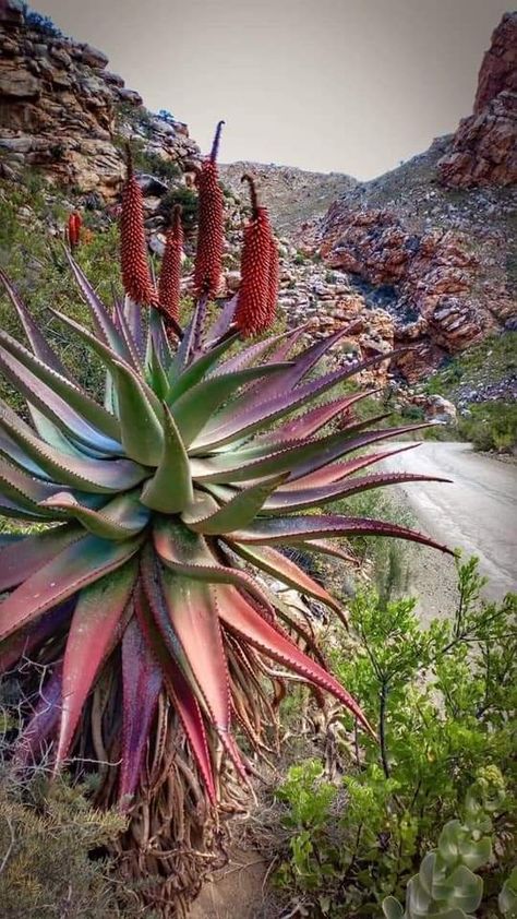 South African Flowers, Garden Decoration Ideas, African Plants, Drought Resistant Plants, Flower Garden Design, Aloe Plant, African Flowers, Beautiful Flowers Garden, Garden Lovers