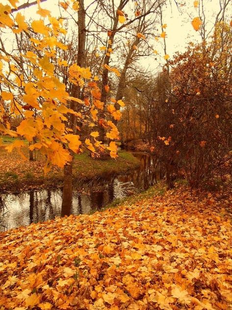 Autumn Crumble, Fall Tumblr, Pumpkin Coffee Cake, Raindrops And Roses, House Deco, Late Autumn, Pumpkin Coffee, Autumn Magic, My Favourite Things