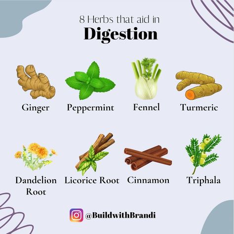 Here are 8 herbs known to aid in digestion, along with their benefits: Ginger: Known for its ability to soothe the digestive tract, ginger helps alleviate nausea, bloating, and indigestion. It stimulates digestive enzymes, aiding in the breakdown of food and promoting smooth digestion. Peppermint: Often used to relieve symptoms of irritable bowel syndrome (IBS), peppermint helps relax the muscles of the gastrointestinal tract, reducing spasms, gas, and bloating. Fennel: Fennel seeds can re... Digestive Enzymes Benefits, Herbal Health, Gastrointestinal Tract, Digestive Tract, Digestive Issues, Irritable Bowel, Health Inspiration, Digestive Enzymes, Fennel Seeds