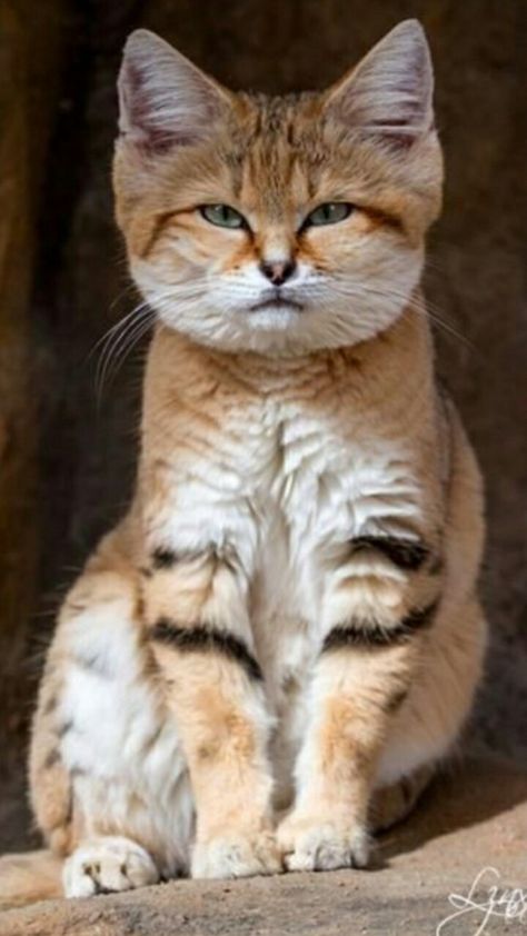 Small Wild Cats, Sand Cat, Exotic Cats, Cat Family, Cute Kittens, Pretty Cats, Maine Coon, Beautiful Cats, Animals Friends