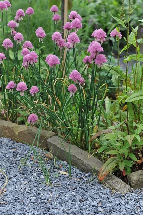 14 Best Companion Plants for Okra | Balcony Garden Web Okra Plant Growing, Cabbage Companion Plants, Okra Companion Plants, Okra Companion Planting, When To Harvest Okra, Okra Plant, Rose Companion Plants, Small House Garden, Companion Planting Vegetables