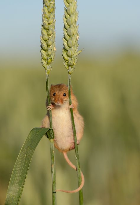 Harvest Mouse by Benjamin Joseph Andrew Harvest Mouse, Cute Mouse, Appaloosa, Cane Corso, Quarter Horse, Sphynx, Rodents, Sweet Animals, Funny Animal