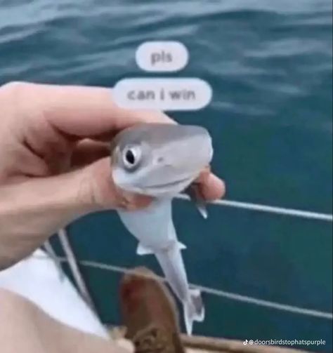 Funny Sharks Pics, Pls Can I Win Shark, Funny Fish Pictures, Sharks Pictures, Baby Hammerhead Shark, Uncommon Animals, Shark With Sunglasses, Funny Pictures Of Animals, Silly Sharks