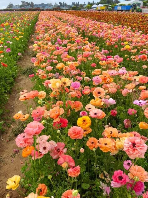 Flower Spring Aesthetic, Wild Flower Fields, Bright Flowers Aesthetic, Spring Art Aesthetic, Warm Spring Aesthetic, Colorful Aesthetic Pictures, Pretty Flower Field, Pretty Flowers Aesthetic, Flowers Garden Aesthetic