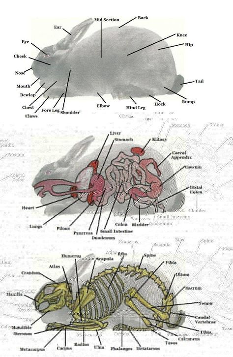 More Rabbit Anatomy Tapsi Hapsi, Rabbit Anatomy, Vet Tech School, Vet Tech Student, Pet Rabbit Care, Kat Diy, Rabbit Farm, Pet Bunny Rabbits, Raising Rabbits