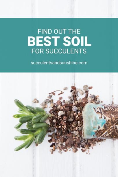 Well draining soil for succulent container gardens Soil For Succulents, Best Soil For Succulents, How To Water Succulents, Succulent Landscape Design, Succulent Landscaping, Propagating Succulents, Types Of Succulents, Succulent Soil, Growing Succulents