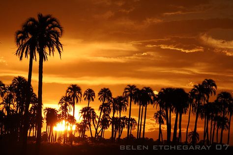 Entre Rios, Dawn And Dusk, Best Sunset, Mesopotamia, Cool Countries, Countries Of The World, Beautiful Sunset, Mother Earth, Ecology