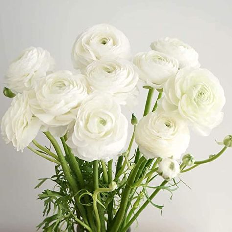 AmazonSmile : White Ranunculus Bulbs - 10 Bulbs Perennial Flowers Plant Bonsai Suitable for Outdoor Garden Home Balcony Decor : Garden & Outdoor Ranunculus Corsage, Marsala Flowers, Peony Care, Standard Roses, Ranunculus Flower, Holiday Flowers, Grow Light Bulbs, White Ranunculus, Ranunculus Flowers