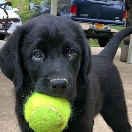 Labrador Nero, Labrador Training, Black Lab Puppy, Black Labrador Puppy, Brown Labrador, Black Labs Dogs, Black Labrador Dog, Labrador Puppies, Black Puppy