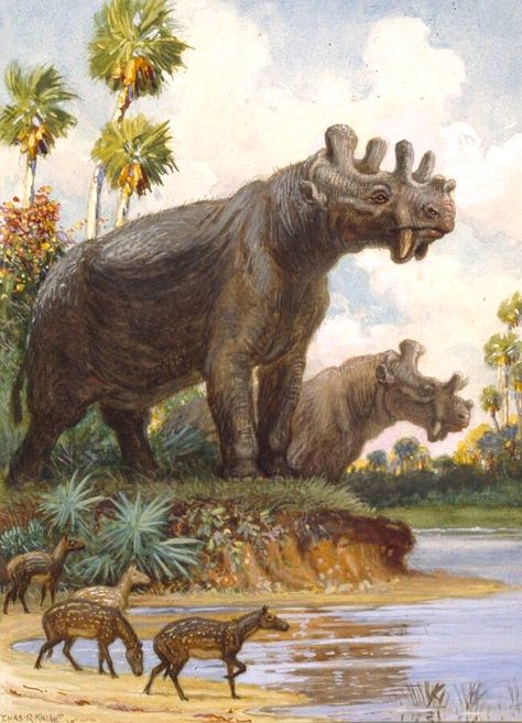 Uintatherium ("Beast of the Uinta Mountains") is an extinct browsing mammal. There are two recognized species: U. anceps from North America during the Early to Middle Eocene and U. insperatus from China during the Middle to Late Eocene. 13 ft). About 5 - 6 ft tall and weighing up to 2 tonnes, it was similar to today's rhinoceros. Megaloceros Giganteus, Prehistoric Mammals, Prehistoric Wildlife, Eagle Pictures, Prehistoric World, Ancient Animals, Prehistoric Art, Paleo Art, Extinct Animals