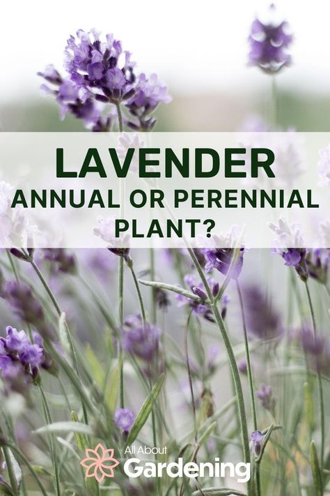 Thinking of planting some lavender this season, but aren't sure if it will be a one year plant, or if it will come back next season? In this article, our organic gardening expert and lavender enthusiast, examines if lavender is annual, biennial, or perennial. Come see for yourself! Is Lavender A Perennial, Spanish Lavender Plant, When To Plant Lavender, Types Of Lavender Plants, Planting Lavender, Flower Planting Guide, Grow Lavender, Plants Tips, Potted Lavender